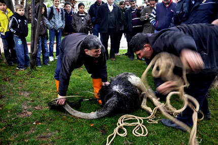 Firari kuş operasyonu