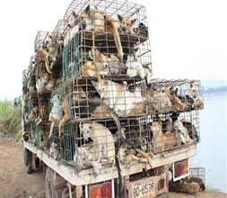 Köpekler yenmekten son anda kurtuldu!
