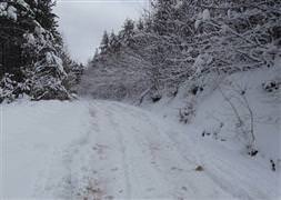 Kış şartları, hayvanları da olumsuz etkiliyor