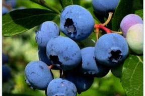 Ayı üzümü kanseri önlüyor