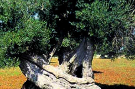 Cudi’nin zeytinleri