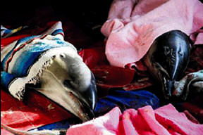 Yunuslardan toplu intihar