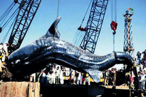 Vinç kıran dev balık