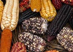 GDO'lu ürünlere dikkat!