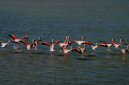 İzmir’e göç var