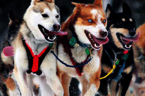 Köpekler yarıştı sahipleri yoruldu