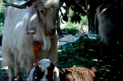 Keçileri kaçırdık