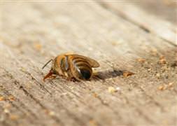 Arı sokması kalp krizine neden oldu