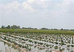 Afette zarar gören çiftçiye müjde!