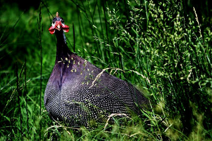 Tavuklar keneye karşı
