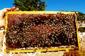 Sahte bala yeni isim!