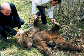 Sanki oyuncak Ayı