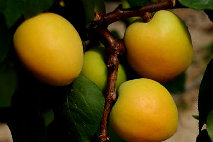 Midenizin dostu kayısı