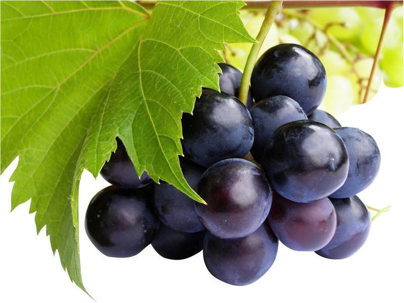Tabiatın mucizesi siyah üzüm