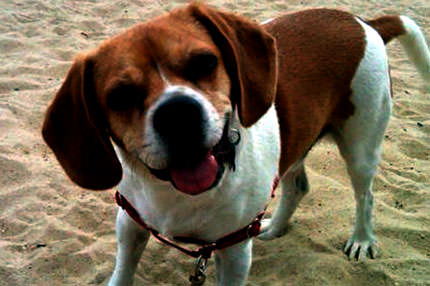 60 bin dolarlık köpek