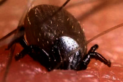 Cemaatin kene isyanı