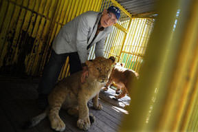 Aslanların dedesi mağdur durumda