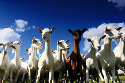 Keçi sütünde liderlik bizde