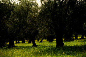 Zeytin ağacı 17 milyona çıktı