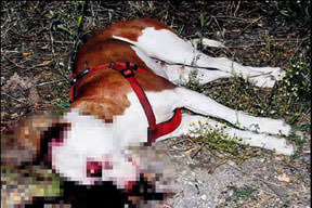 Pitbull çıldırdı