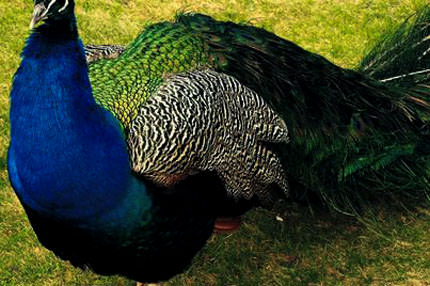 Sabıkalı tavus kuşu romatizma oldu