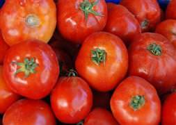 Bir kasa domates 1 lira