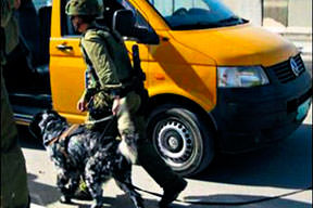 İsrailli köpeklere Filistinli denekler