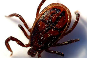 Katil kene Artvin'de