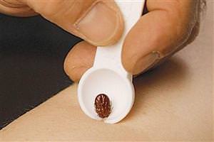 Kulaktan kene çıktı