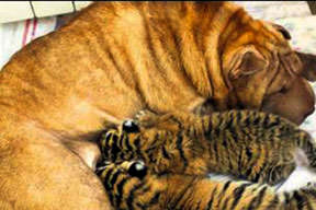 Yavru kaplanları evlat edindi