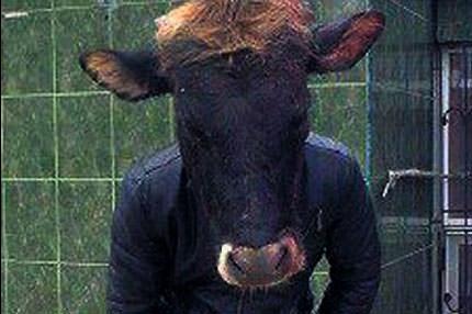 Öküz sevgili bulundu