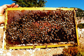 Askere sahte bal yedirmişler