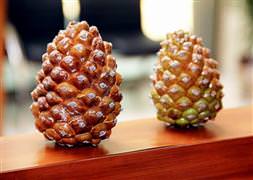 Çam fıstığının hikayesi