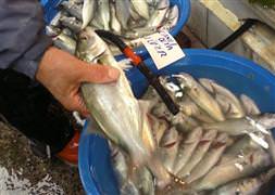 Ramazanda balık yemeyi ihmal etmeyin