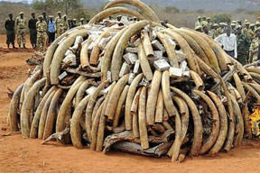 Fildişi hırsızlığı