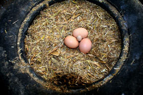 Yumurtanın besin değeri arttı
