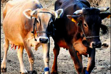 İnekleri adımsayarlı takip