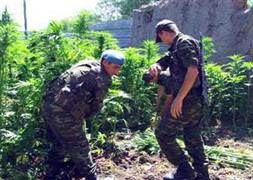 7 bin 682 kök kenevir ele geçirildi