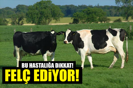 Hayvanları felç eden hastalık!