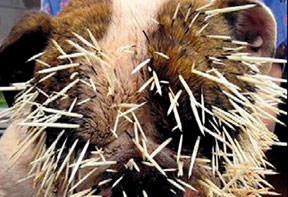 Oklu kirpiye saldırınca