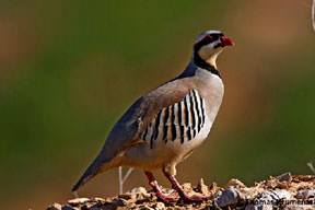 Keklik sesine ateş etti arkadaşını vurdu