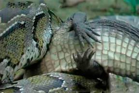 Timsah bile yutuyor!