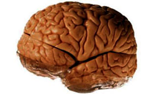 Beynin atık sistemi keşfedildi