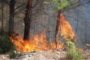 Manisa'da orman yangını