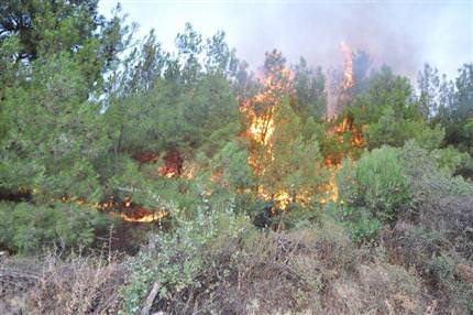 Muğla’da orman yangını