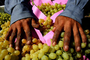 Boğaza kaçan üzüm öldürdü