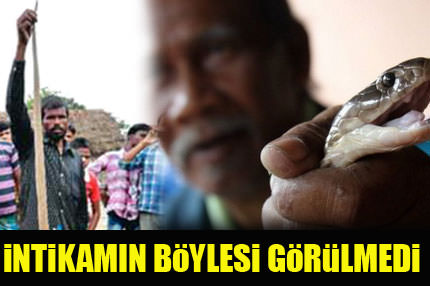 Kobrayı ısırarak öldürdü