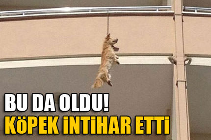 Terk edilen köpek intihar etti