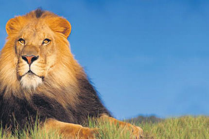 İngiltere'de aslan paniği