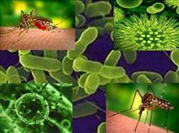 Sırbistan'da öldüren Virüs!